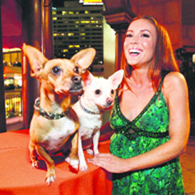 Actress Alyssa Milano smiles next to chihuahuas Rusco (L) and Angel, playing Papi and Chloe on screen, respectively, at a party to mark the world premiere of Beverly Hills Chihuahua in Hollywood, California, on Thursday.  Jamie Lee Curtis holding Angel. 