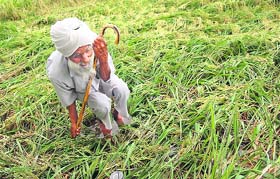 A farmer sits amidst damaged crop in a village near Ambala