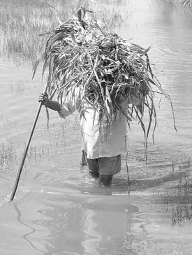 Clockwise from above:  Workers busy filling the danger site of Bhakra canal. Army personnel and villagers cordon off the area near SYL canal. A child makes his way through the flood waters. An elderly man passes through the flooded waters in Nangal village near Ambala on Sunday.