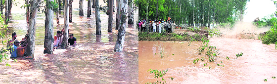 Villagers try to plug the 25-foot breach in the Sutlej-Yamuna Link (SYL) Canal, near Ghanour, 35 km from Patiala, on Sunday; and (right) a huge tree that fell due to heavy water flow.
