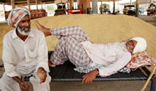With no buyers of paddy yet, a farmer sleeps by his stock in the grain market in Bathinda on Monday.