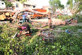 Pipal trees being felled to widen road near Kapurthala Chowk in Jalandhar on Thursday. A Tribune photograph