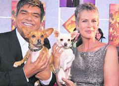 The two chihuahuas featuring in the new flick Beverley Hills Chihuahua.