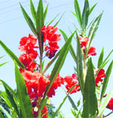 Rose balsam flowers in full bloom in the PAU, Ludhiana.