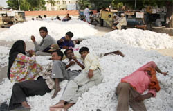 Labourers sit idle on Fridayas procurement of cotton is yet to pick up at grain market in Bathinda