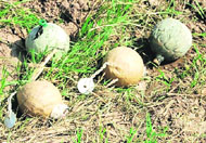 Senior police officers and bomb experts examine the spot where bombs (right) were found at Bhankarpur village, near Dera Bassi, on Sunday.