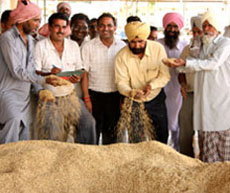 Surjit Singh, manager, Markfed Bathinda, engaged in auction of paddy at the grain market in Bathinda on Monday.