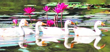 Ducks have a merry swim at Nature Park in Sector 26, Chandigarh