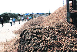 Biomass under processing at the captive power plant in Ambuja Cement, Ropar.