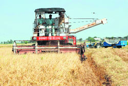 A combine harvester reaps paddy in a field in Muktsar district on Monday. 