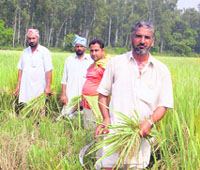 Farmers forced to cut the stem of the crop due to the seepage that has spread over the adjoining fields at Raul village. 
