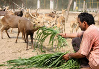 An employee of the deer park at Bathinda feeding black bucks with green leaves on Friday when the Wildlife Week began.