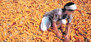 A woman dries her maize crop near the Indo-Pak border in Jammu.