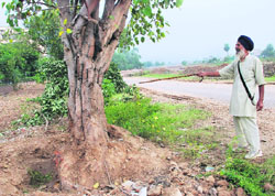ITLL BE MURDER: A fully grown peepal tree likely to be axed for a four-lane road in Sector 71, Mohali.