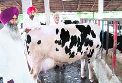 Karnail Singh (left) with consultants of the State Farmers Commission at his dairy farm near Morinda