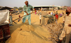The grain market in Bathinda is full of paddy with no capacity to take more. 
