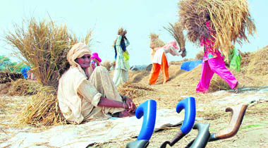 Farmers work in paddy fields at Dabri village in Karnal district
