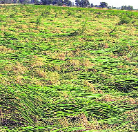 Paddy crop flattened by a squall in Gurdaspur district on Monday.