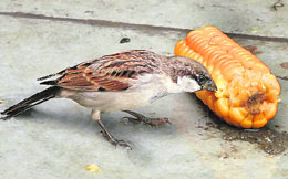 A sparrow enjoying corn.