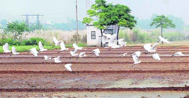 Birds in flight at Landran village near Mohali