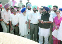 SAD chief Sukhbir Singh Badal during his surprise visit to the grain market in Amritsar on Friday. 