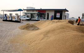 Paddy placed at a petrol pump for sale in village Kaljharani in Bathinda 