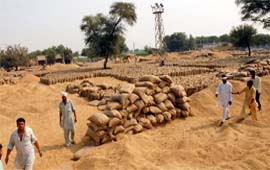 Glut of paddy at village Har Raipur in Bathinda