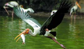 A painted strok catches a fish on its way to its nest in Delhi Zoo on Sunday