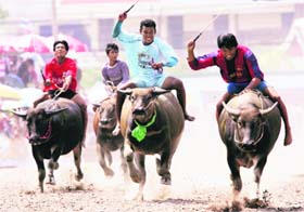 Thai buffalo racers compete in an annual water buffalo race in Chonburi Province, 110 km south of Bangkok, Thailand