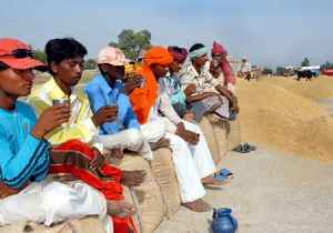 After a day-long hectic work, paddy labourers enjoying a hot cup of tea at Bhalaiana grain market in Muktsar district.