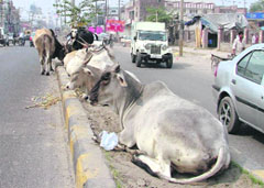 Stray cattle on roads have become a common site in Ludhiana due to absence of a government shelter.