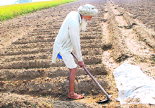 A farmer in his field near Samrala.
