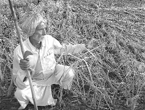Farmers show their crops after Tuesday’s hailstorm and heavy rain on Wednesday.