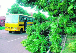 A branch of the tree that got uprooted due to the high velocity winds in Chandigarh on Wednesday.