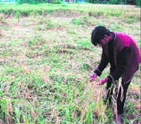 A dejected farmer surveys his paddy crop flattened by hailstorm in RS Pura sector of Jammu on Tuesday night.
