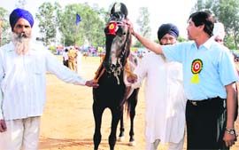 Harish Rai Dhanda, chief parliamentary secretary, pats Shahrukh Raja, the winning horse during a zonal-level livestock show on Wednesday. 