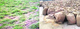 Paddy crop flattened by heavy rains and (right) gunny bags filled with paddy lying wet in the grain market in Gurdaspur district.