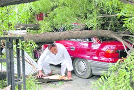 A tree that fell on a car in Sector 19, Chandigarh, on Thursday.