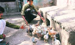 A family in Marora village of Mewat tries to keep its brood of chicks together as they emerge from the coop