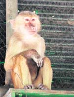 Kavitha, a young female baboon, who has just arrived at the Mini Zoo, Pipli