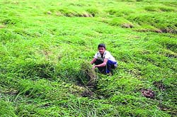 A farm worker shows damage caused to the standing paddy crop in Sundana village in Rohtak district on Thursday. 