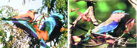 Wings are sky blue and a broad band of rich Mediterranean blue up to the lower fringes; and soft powder blue crown and the sides of neck and breast are streaked with purple over pale yellow