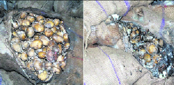 Potatoes rot at a cold store in Mandiani village.