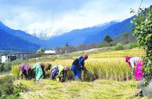 Harvesting of paddy under way in upper Kullu valley.