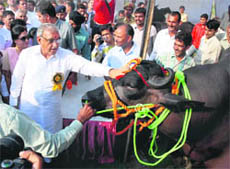 Chief Minister Bhupinder Singh Hooda has a look at a buffalo, which has a price tag of Rs 8 lakh, during a kisan mela in Karnal on Tuesday.