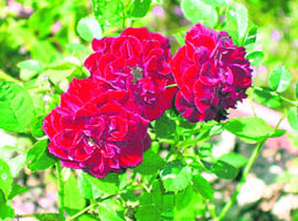 Miniature roses are gaining popularity, and more and more of these are finding their way into international rose catalogues every year