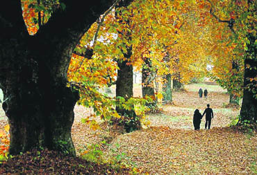   As autumn peaks, the fallen chinar leaves form a rust-coloured carpet 