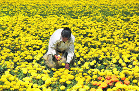 A woman plucks marigold flowers, largely used in Laxmipujan on Diwali, at a field in Karad on Sunday. 