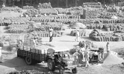 Labourers lift paddy at the grain market in Ambala City.