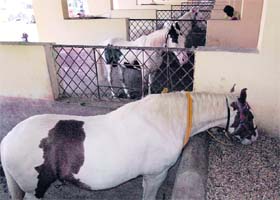 Anmol, an offspring of Guru Gobind Singhs horse Dilbagh, at the stable at Takht Hazur Sahib in Nanded